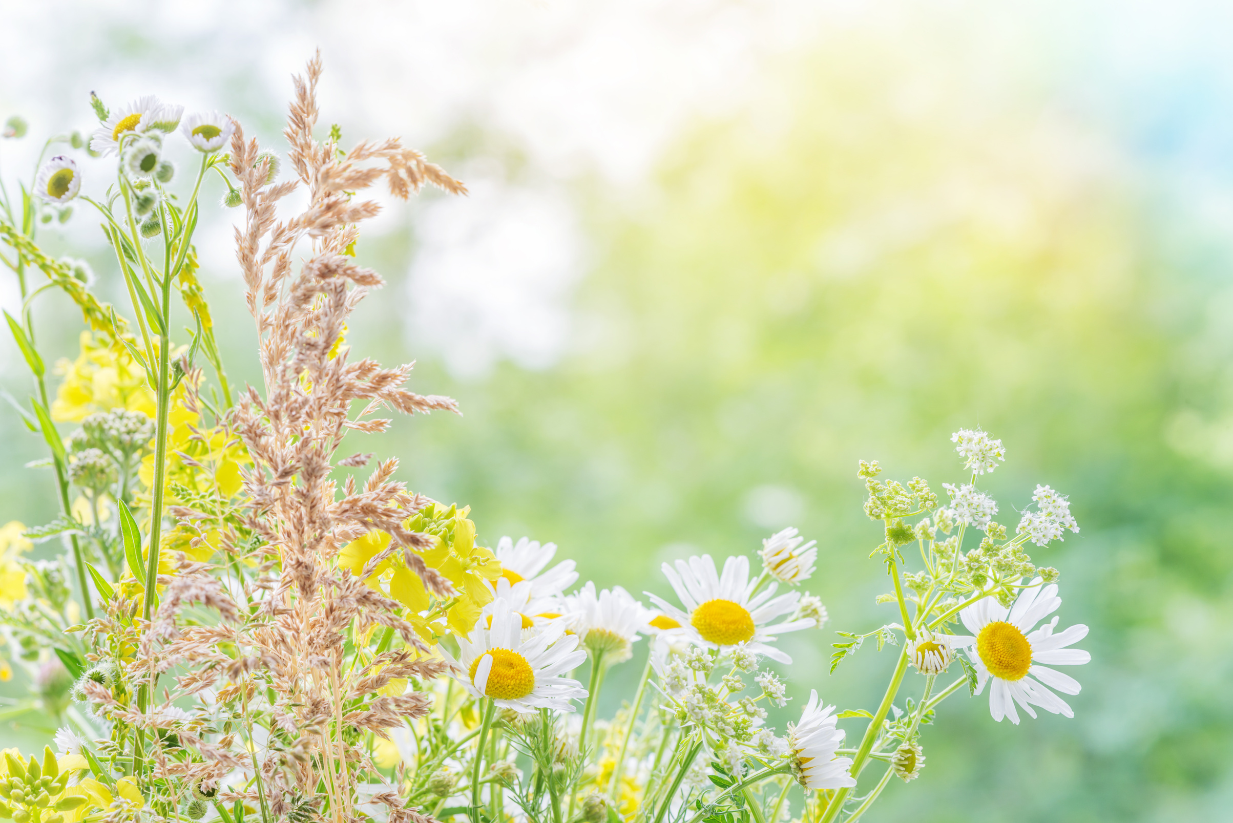 Bouquet of different wildflowers