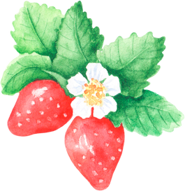 Strawberry watercolor illustration. Ripe strawberries.